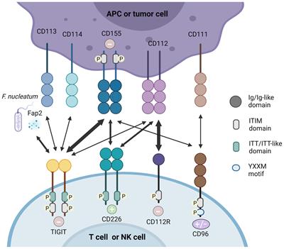 Frontiers | TIGIT As A Promising Therapeutic Target In Autoimmune Diseases